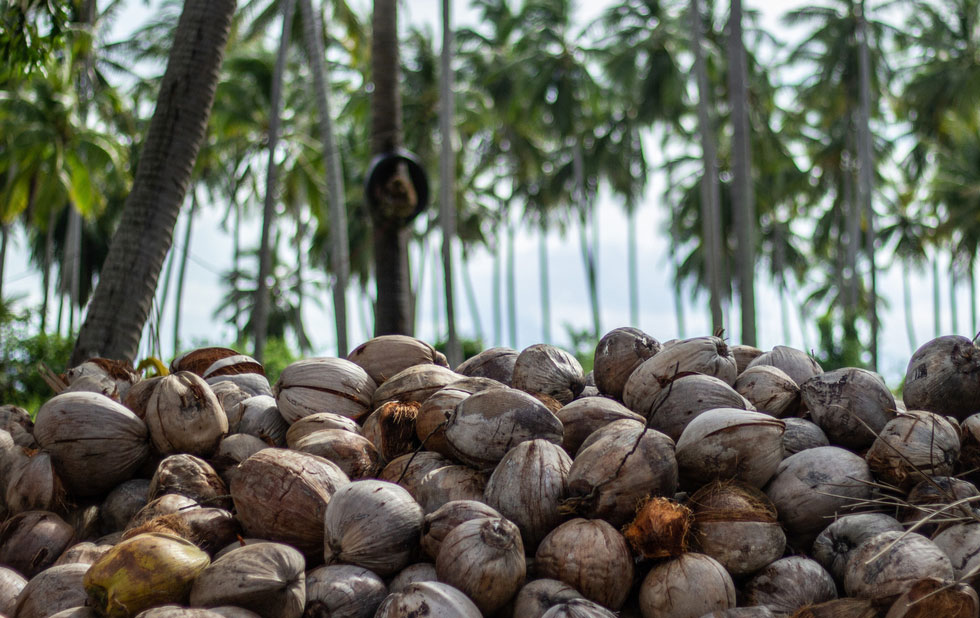 Coconut-Processing