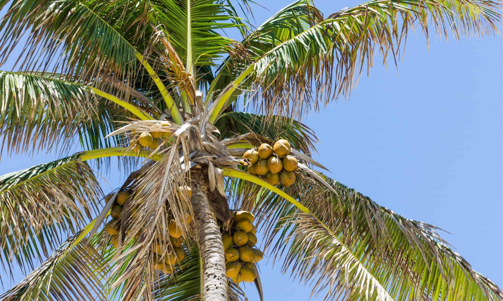 beautiful-background-of-coconut-trees-picture-id1190681882